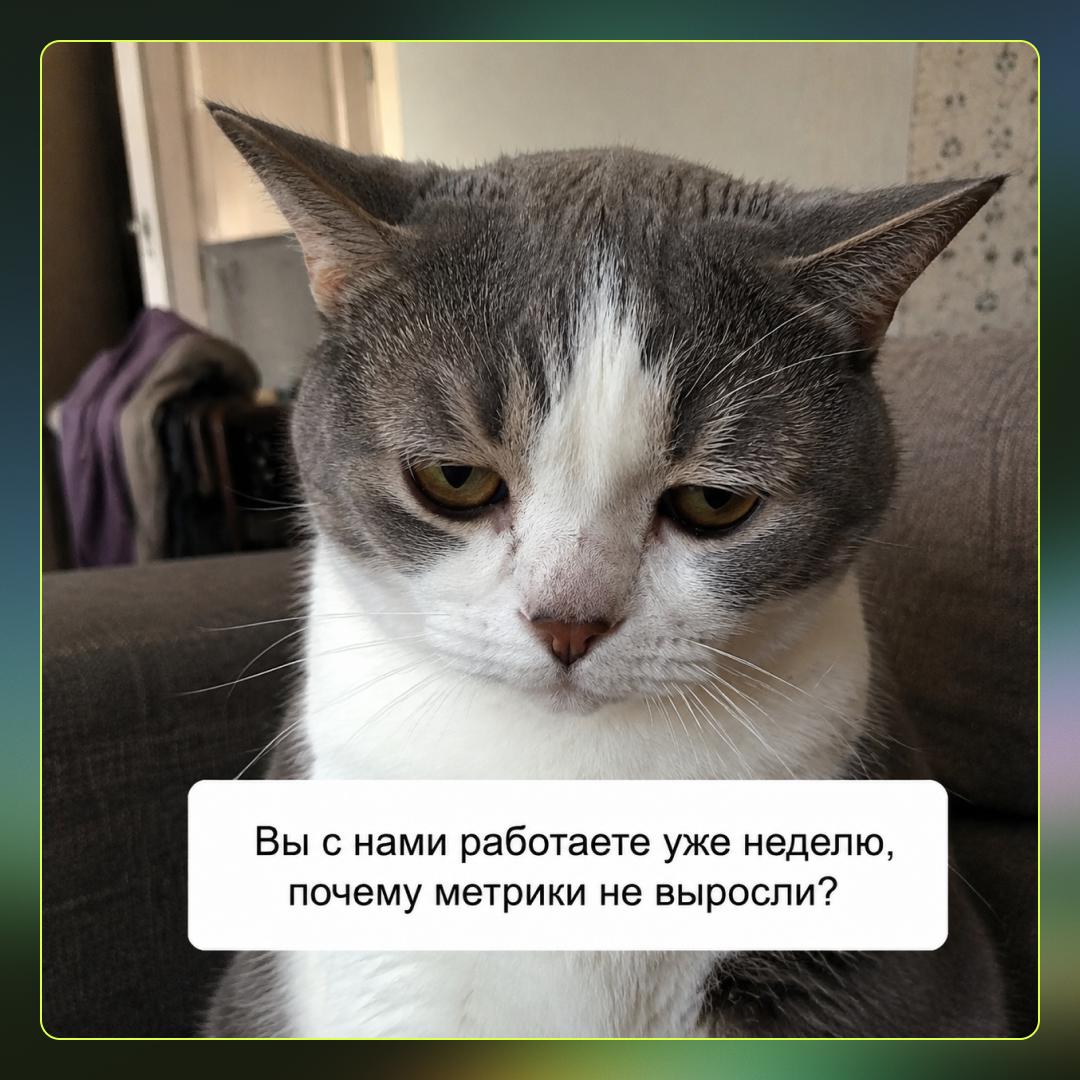 Недовольный кот спрашивает, почему метрики не выросли за неделю